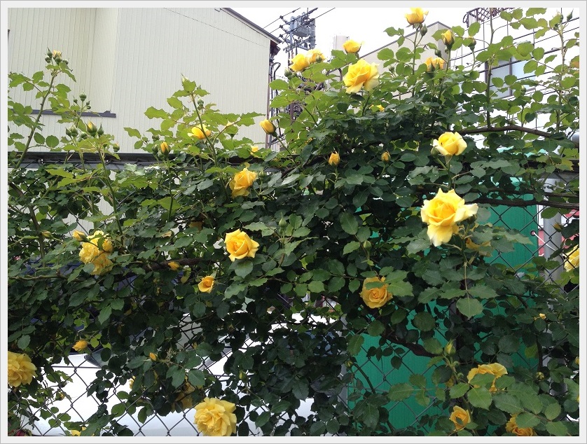 黄バラ全体