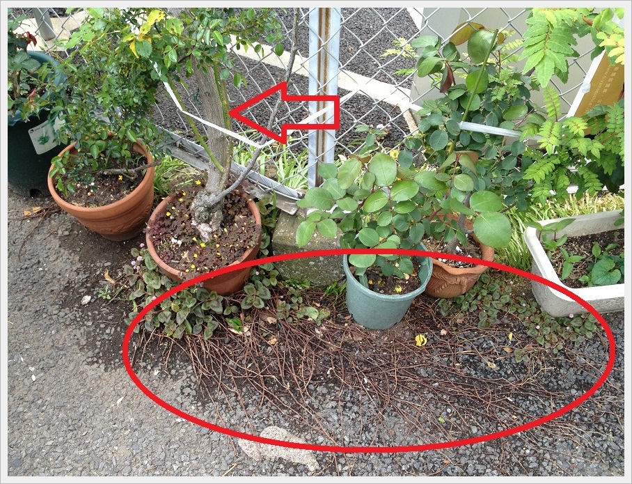 気バラの根っこ