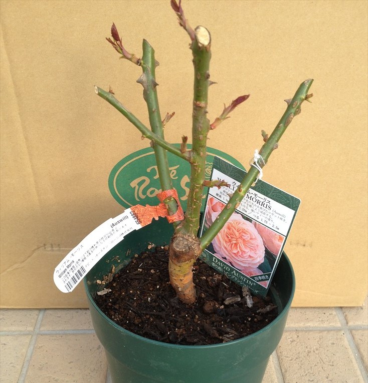 BOURBON STREET ローズ　大苗 BOURBON STREET ローズ 大苗