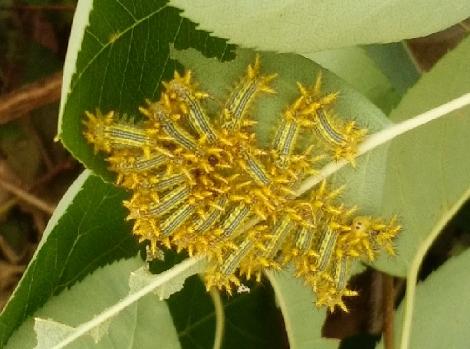 バラの害虫 どんな種類の虫がいるの 一覧で バラを楽しむオトメンパパの栽培日記