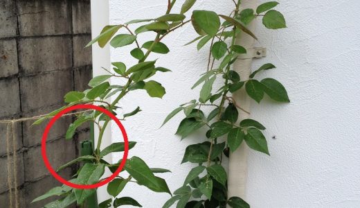 つるバラの剪定と誘引をわかりやすく バラを楽しむオトメンパパの栽培日記