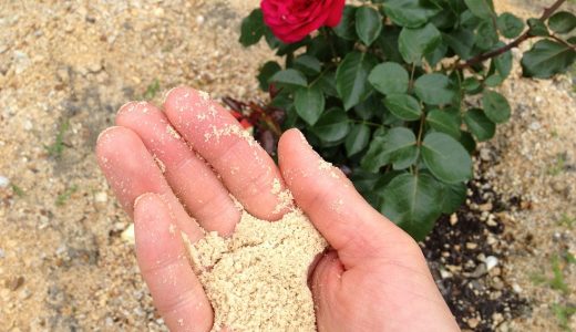 バラの害虫駆除にオルトラン粒剤 使い方と量は バラを楽しむオトメンパパの栽培日記