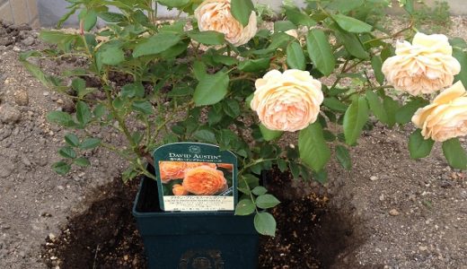 地植えのバラを移植しました 方法とコツ バラを楽しむオトメンパパの栽培日記