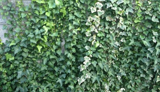 ブロック塀 ラティスをdiyで取り付ける方法 バラを楽しむオトメンパパの栽培日記