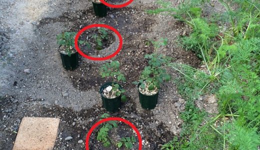 地植えのバラを移植しました 方法とコツ バラを楽しむオトメンパパの栽培日記
