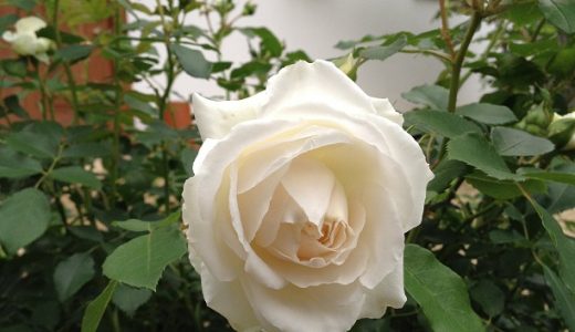 ラドルチェヴィータが開花 香りは 花持ちは バラを楽しむオトメンパパの栽培日記