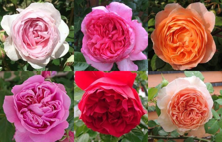 バラの初心者向け品種 病気に強くたくさん咲くバラ バラを楽しむオトメンパパの栽培日記