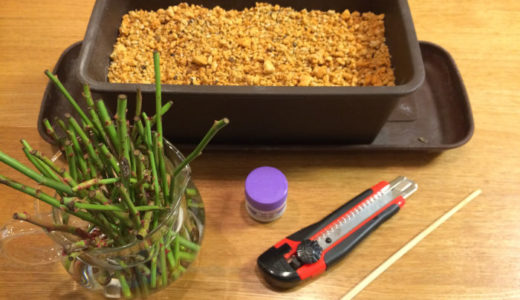 バラの挿し木が発根しました バラを楽しむオトメンパパの栽培日記