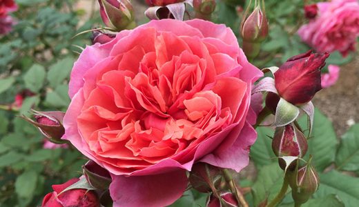 オトメンパパが欲しいバラのランキング 13年10月編 バラを楽しむオトメンパパの栽培日記
