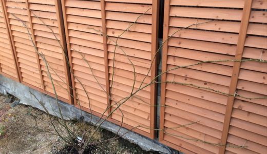 つるバラの剪定と誘引をわかりやすく バラを楽しむオトメンパパの栽培日記