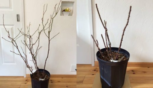 バラの冬の剪定 葉が残っている時はどうするの バラを楽しむオトメンパパの栽培日記