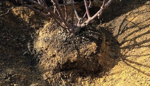 バラの植え替え 時期は 一番花のあとがおすすめ バラを楽しむオトメンパパの栽培日記