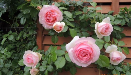つるバラのクリスティアーナが開花 香りと花もちは バラを楽しむオトメンパパの栽培日記