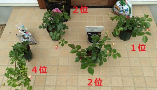 バラの追肥 施肥する方法と量は バラを楽しむオトメンパパの栽培日記