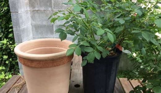バラの植え替え！時期は？一番花のあとがおすすめ！