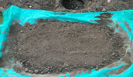 バラの忌地現象とは？いや地の対策方法は？