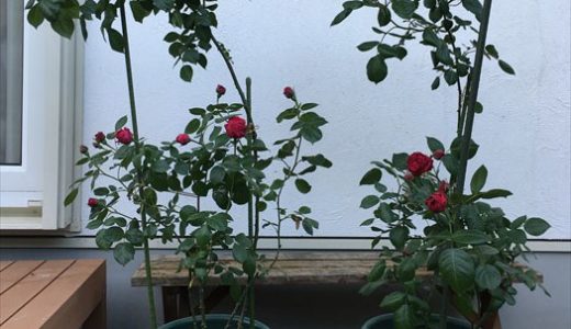 バラの水やり 頻度は やりすぎないコツ バラを楽しむオトメンパパの栽培日記