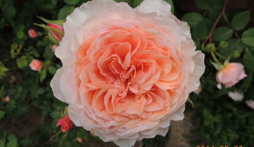 f6ffa165b77817c3fd18ac94a64709