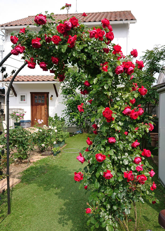 つるバラのフロレンティーナが開花 香りと花もちは バラを楽しむオトメンパパの栽培日記