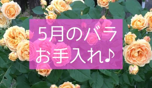 バラの育て方 4月のお手入れはこれ バラを楽しむオトメンパパの栽培日記