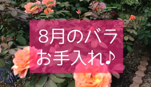 バラの育て方 3月のお手入れ方法 バラを楽しむオトメンパパの栽培日記