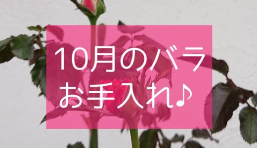 バラの育て方 4月のお手入れはこれ バラを楽しむオトメンパパの栽培日記