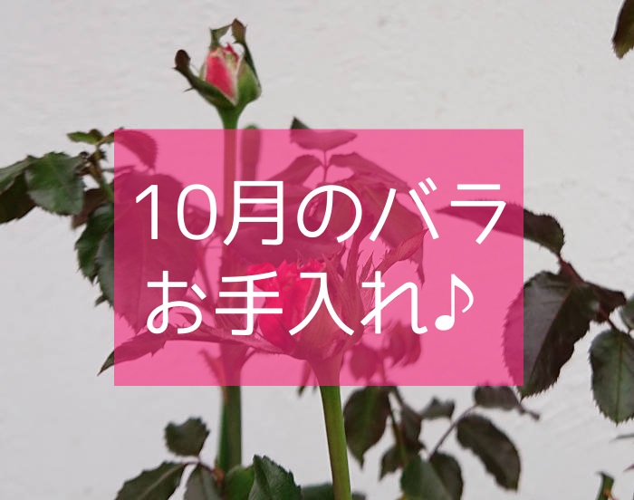 10月のバラの育て方 秋のお手入れ方法は バラを楽しむオトメンパパの栽培日記