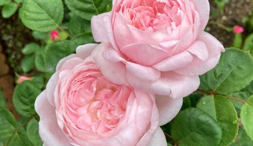 ニュードーンが開花 花持ちは 半日陰ではどうだった バラを楽しむオトメンパパの栽培日記